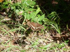 Schmetterling