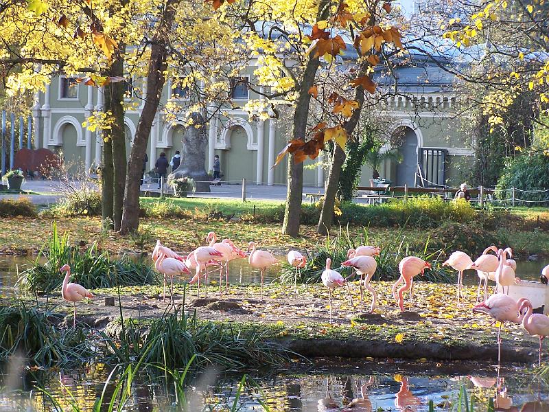 100_6033.JPG - ... und die Flamingos sind noch ahnungslos