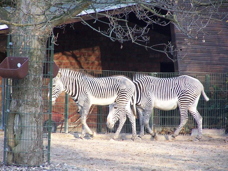 100_6035.JPG - ... die Zebras bringen sich schon vorab in Sicherheit ...