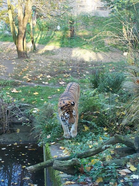 100_6036.JPG - ... den Tiger kÜmmert das wenig ...