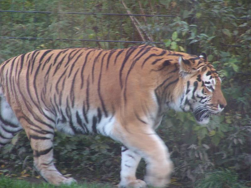 100_6038.JPG - ... er geht ganz l&auml;ssig an uns vorbei