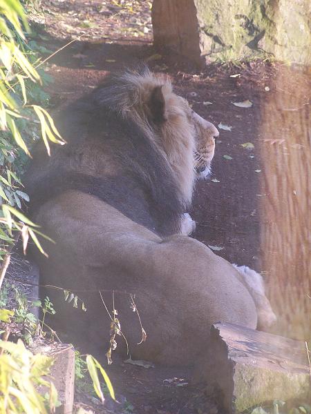 100_6043.JPG - ... und der Boss wartet bereits auf diesen leckeren Happen ...
