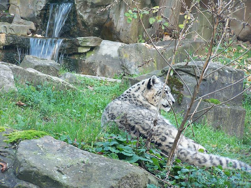 100_6044.JPG - ... zum Gl&uuml;ck ist der Schneeleopard schon satt ...