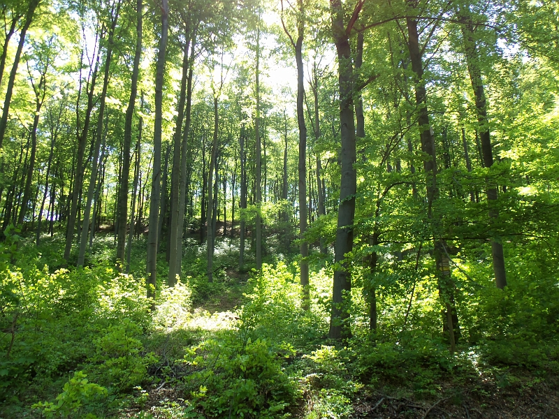 100_0225.jpg - Der schöne Buchenwald im Huy