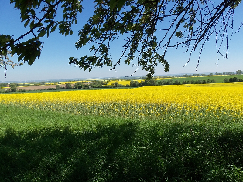100_0285.jpg - Es geht wieder aus dem Huy-Gebiet hinaus in Richtung Wasserschloss Westerburg, dem Tages- und Gesamtziel
